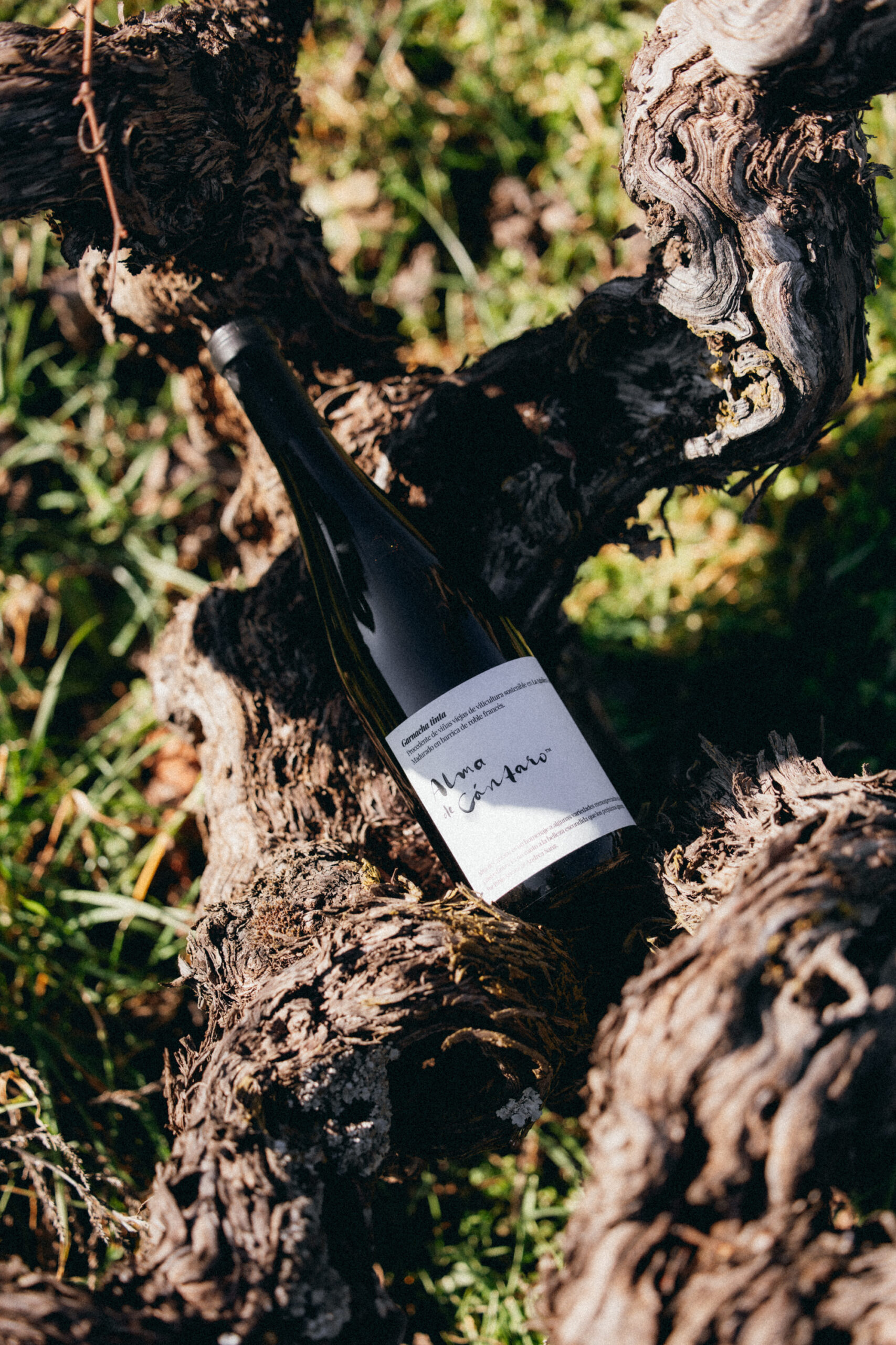 Alma de Cántaro Garnacha - Image 3